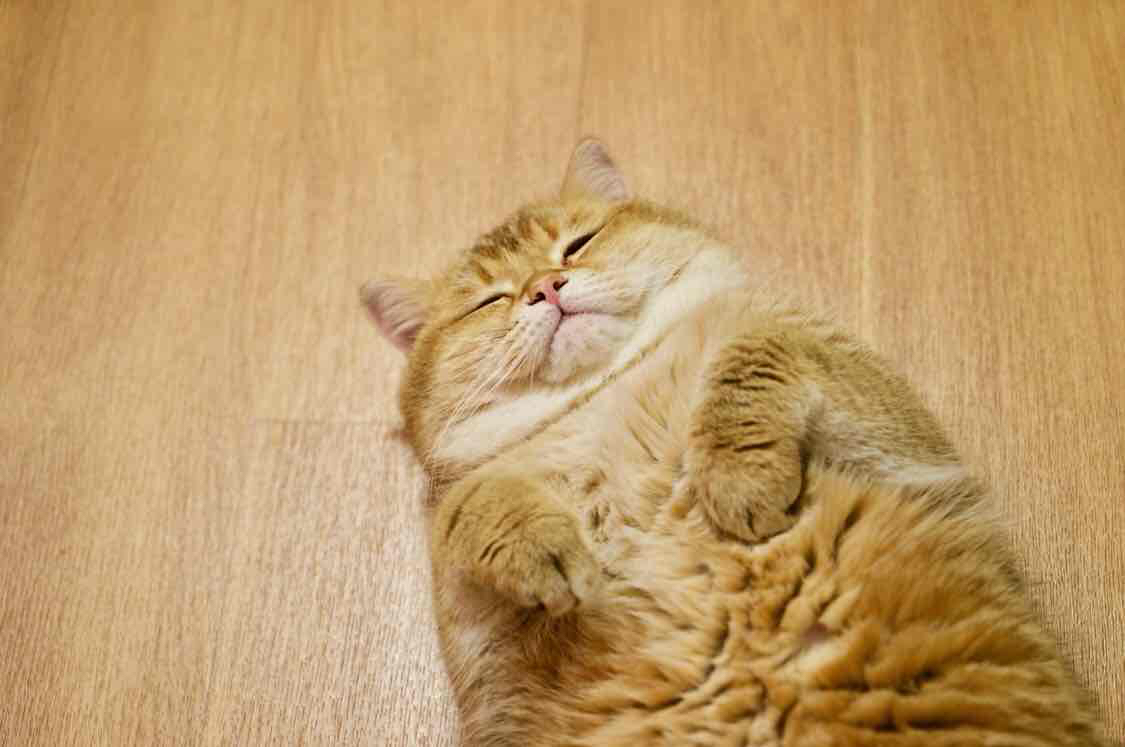 Avatar of Hosico Cat