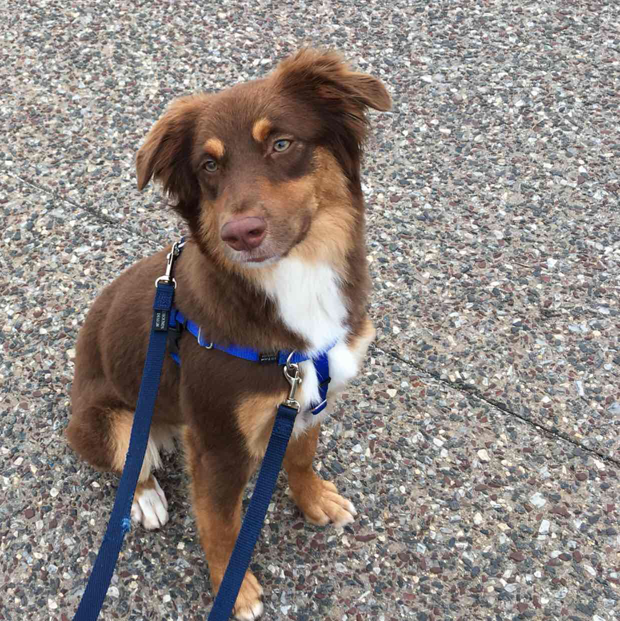 Avatar of Chester the Good Boy