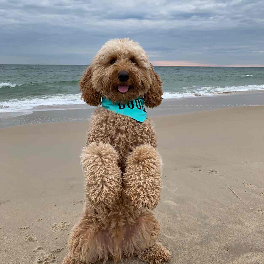 Avatar of Bentley The Goldendoodle Puppy